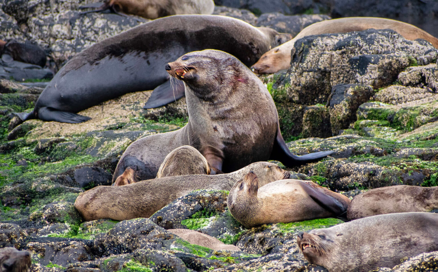 phillip island seal cruise deals